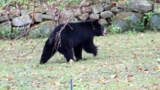 Black Bear near Flanders NJ RT 206 South [upl. by Madlen215]