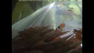 Freeland Elementary Salmon Cam [upl. by Bail]