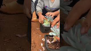 Technique decoration succulent plant shortvideo indoorgardening garden houseplants nature [upl. by Gherlein]