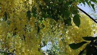 Golden Shower  Sarakondrai Pookkal  Flowers NatureNaturally goldenshower nature naturevideos [upl. by Suk922]