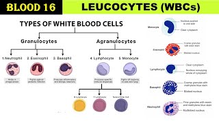 Blood 16  White blood cells  Leucocytes  Granulocytes  Agranulocytes  TLC  DLC  Types of WBCs [upl. by Nylikcaj]