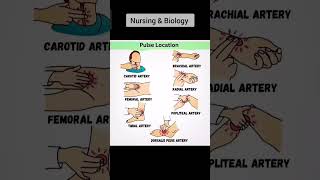 7 Pulse locations in human body pulse nurse dr anesthetic anatomy arteries [upl. by Ivory]