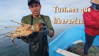 Una de las mejores pescas de LANGOSTAS pero tuvimos que liberarlas [upl. by Eiznekam]