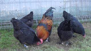 gallinas de raza marans negro cobre [upl. by Chabot]