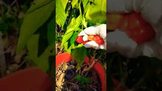 Beautiful Habanero Pepper Harvest gardening garden growyourownfood backyardgardening homestead [upl. by Barcellona]