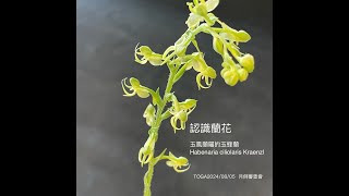 認識蘭花：玉鳳蘭屬玉蜂蘭Habenaria ciliolaris Kraenzl  TOGA20240805 月例審查會栽培者：孫銘鴻主審分享者：黃玉山老師 [upl. by Ahtebbat]