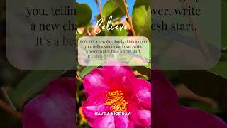 Beautiful camellia bloomOfTheSeasongardengoals foryoucamelliaAutumnflowersflowershortstrending [upl. by Joel]