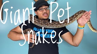 Giant Snakes  5 Things to Keep in Mind Before Getting One as The Perfect Pet Reptile [upl. by Aneek]