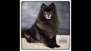 Service  Full Groom on Nico the Pomeranian staceysdoggrooming pomeranian pom [upl. by Aihsal]