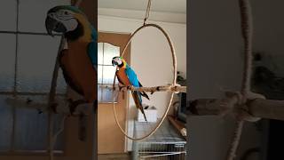 Papuga ara ararauna macaw parrot birds parrot animals aviary cute macaw [upl. by Fischer752]