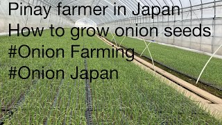 Pinay farmer in JapanHow to grow onion seeds onion farmingonion Japan [upl. by Arielle]