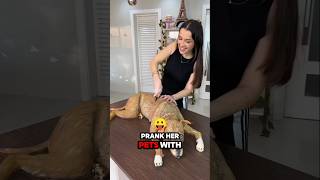 Dog Cake Prank Gone Hilariously Wrong 🐶 [upl. by Kampmann888]