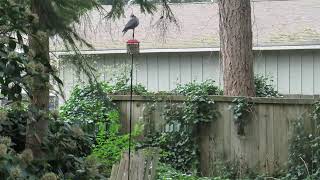 The Overseer Returns Band tailed pigeon Nature Fam Pigeon power [upl. by Ethben]