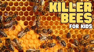 Killer Bees for Kids  Learn all about these Africanized honey bees [upl. by Mixam]