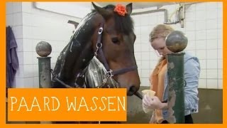 Paard wassen  PaardenpraatTV [upl. by Steffane377]