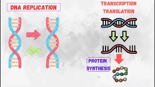 DNA Replication Transcription Translation amp Protein Synthesis  Complete Overview for Students [upl. by Fraase]