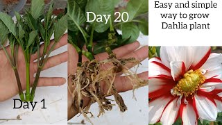 How to grow dahlia flower  Dahlia Propagation from cuttings  how to grow dahlia from cutting [upl. by Naasah]