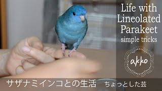 Life with Lineolated Parakeet 021 simple tricks サザナミインコとの生活 ちょっとした芸 [upl. by Hedva21]