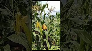 FRESH PICK HARVESTING JUICY CORN harvest corn garden shorts viralvideo [upl. by Leanna872]