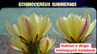 Moje kaktusy 17 ECHINOCEREUS SUBINERMIS [upl. by Rickert]