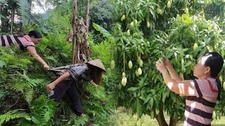 The hardship of picking mangoes to sell and returning home was robbed of all the money [upl. by Atterbury]