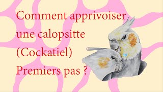 Comment apprivoiser une calopsitte premiers pas  How to Tame a Cockatiel First Steps [upl. by Aneeram58]