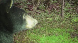 Black bears could be back at Bernheim Forest near Louisville [upl. by Ailaroc190]