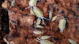 Porcellio bolivari  An amazingly beautiful isopod [upl. by Sheila]