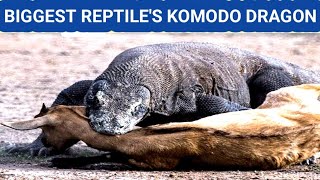 Biggest Reptiles on the Earth l Komodo Dragon exploringmultigyanhub komodo [upl. by Elatnahs732]