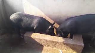 pig farm Goa [upl. by Lonee819]