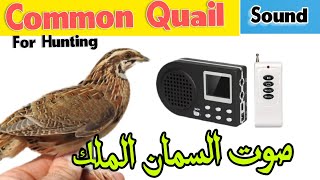 Common Quail Sound Quail Bird Call Voice Of Quail Bird birdvoices quailsound birdsong [upl. by Swihart]