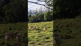 Flaxton The Blackall Range Sunshine Coast Hinterland Queensland Australia 🐓🌺🇦🇺 [upl. by Odnolor]