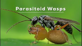 A Twist in the Tale Parasitoid Wasps [upl. by Alverson]