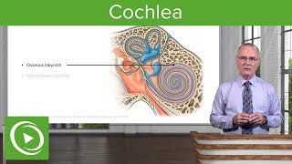 Cochlea – Anatomy of the Auditory System and Vestibular System  Lecturio [upl. by Ahsetel]