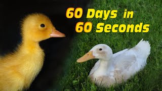 Duckling to Duck in 60 Seconds [upl. by Hortense]