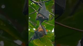 Nipah Virus 🦠 Outbreak 😱 😷 😱 Everything You Need To Know nipahvirus kerala [upl. by Paton]