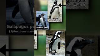 How to tell PENGUINS Apart 🐧 Animal Fact Files animals facts penguin [upl. by Trimble233]