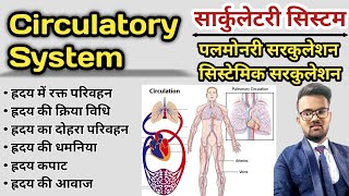 Circulatory System in hindi  Blood Circulation  Pulmonary Circulation  Systemic Circulation [upl. by Zurkow]