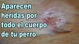 Foliculitis en Perros Heridas en la piel en perros [upl. by Nnyroc605]