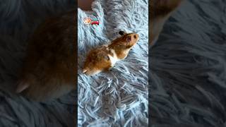 🐹Hamster runaway💨 hamsters hamsterkombat escape shortvideo diy [upl. by Dian]