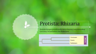 Protista Rhizaria [upl. by Staten457]