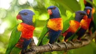 Most Colourful Birds  Rainbow Lorikeets  Swainsons Lorikeets [upl. by Bodkin44]