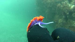 Spanish Shawl Nudibranch [upl. by Victorine]