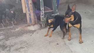 miniature pinscher mating [upl. by Tadich]