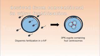 Point of View First mitotic spindle formation is led by sperm centrosomedependent MTOCs in humans [upl. by Hitoshi]