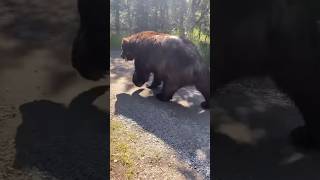 Massive Bear Slowly Walks Past Hikers in Alaskas Katmai National Park shorts bears [upl. by Analaf]