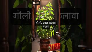 देवउठनी एकादशी से लेकर पूर्णिमा तक कर सकते है तुलसी विवाह। [upl. by Kcub982]