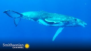 Male Humpback Whales Perform This Mysterious Song on Loop 🐋 Great Blue Wild  Smithsonian Channel [upl. by Tolkan]