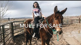 Annie the Mule sold [upl. by Aniuqal]