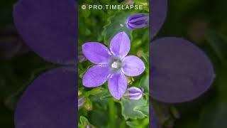 How Blooming Campanula Time Lapse shorts [upl. by Chet230]